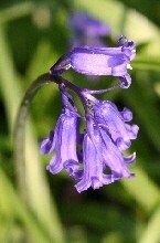 Bluebell Bulbs 'in the green'