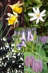 Dormant Bulb Collections