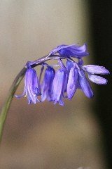 Dormant Bulb Collections