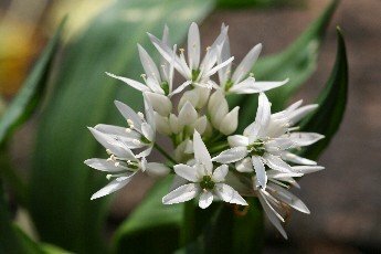 Wild Garlic (Ramsons) Dormant Bulbs