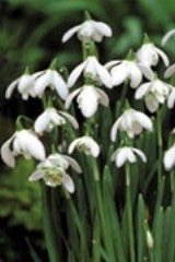 Snowdrop (Double) Dormant Bulbs