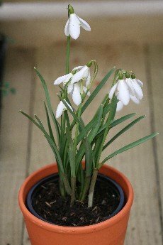 Snowdrop Dormant Bulbs
