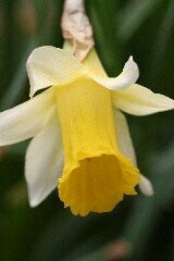 Daffodil (Wild) Dormant Bulbs