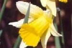 Daffodil (Wild) Dormant Bulbs