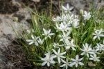 Star of Bethlehem Dormant Bulbs