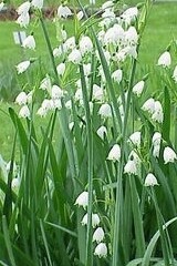 Summer Snowflake Dormant Bulbs