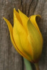 Tulip (Wild) Dormant Bulbs