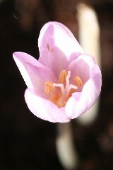 Meadow Saffron Bulbs