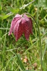 Snakeshead Fritillary Dormant Bulbs