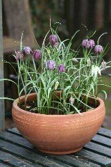 Snakeshead Fritillary Dormant Bulbs