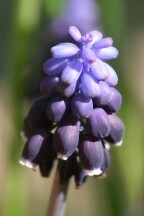 Grape Hyacinth (garden variety) Dormant Bulbs