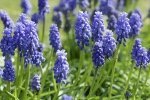 Grape Hyacinth (garden variety) Dormant Bulbs