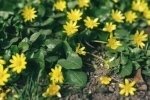 Lesser Celandine Dormant Bulbils