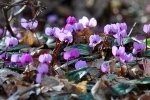 Cyclamen (Wild) Corms Autumn