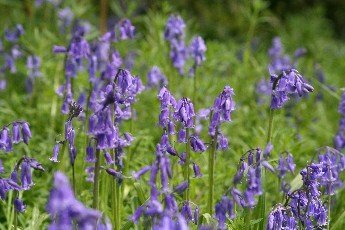 Bluebell Dormant Bulbs