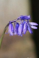 Woodland Grave Wild Flower Dormant Bulb Collection
