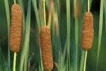 Bulrush Lesser (Narrow Reedmace) Plants