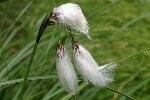Cotton Grass Plugs/Bare Root