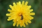 Hawkbit Autumn Plugs