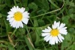 Daisy Plugs/Bare Root