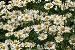 Feverfew Plugs
