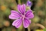 Hedgerow Cranesbill Plugs/Bare Root