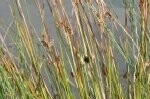 Rush Soft Plants