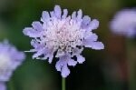 Scabious Small Plugs