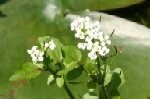 Water Cress Plants