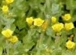 St John's Wort Marsh Plants