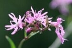 Ragged Robin Plugs