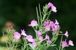 Willowherb Great Plants