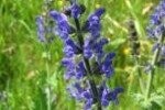 Wild Clary Plugs