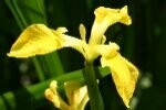 Yellow Flag Iris Plants
