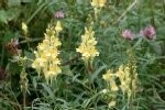 Yellow Toadflax Plugs/Bare Root