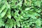 Water Cress Fool's Plants