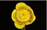 Brandy Bottle ('Yellow Water Lily')
