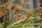 Sweet Galingale Plants
