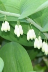 Solomon's Seal Rhizomes Autumn