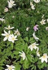 Wood Anemone Rhizomes Dormant