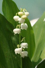 Lily of the Valley Rhizomes Autumn