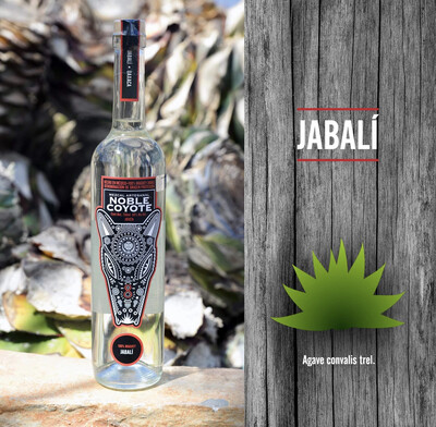 Mezcal Noble Coyote “Agave Jabalí”