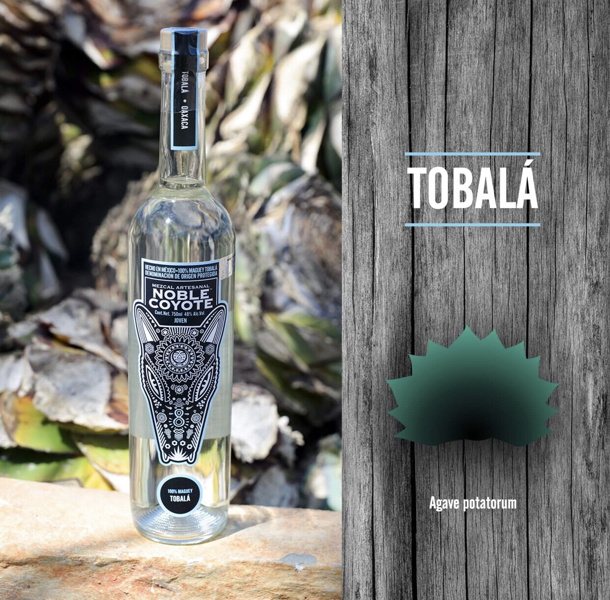 Mezcal Noble Coyote “Agave Tobalá”