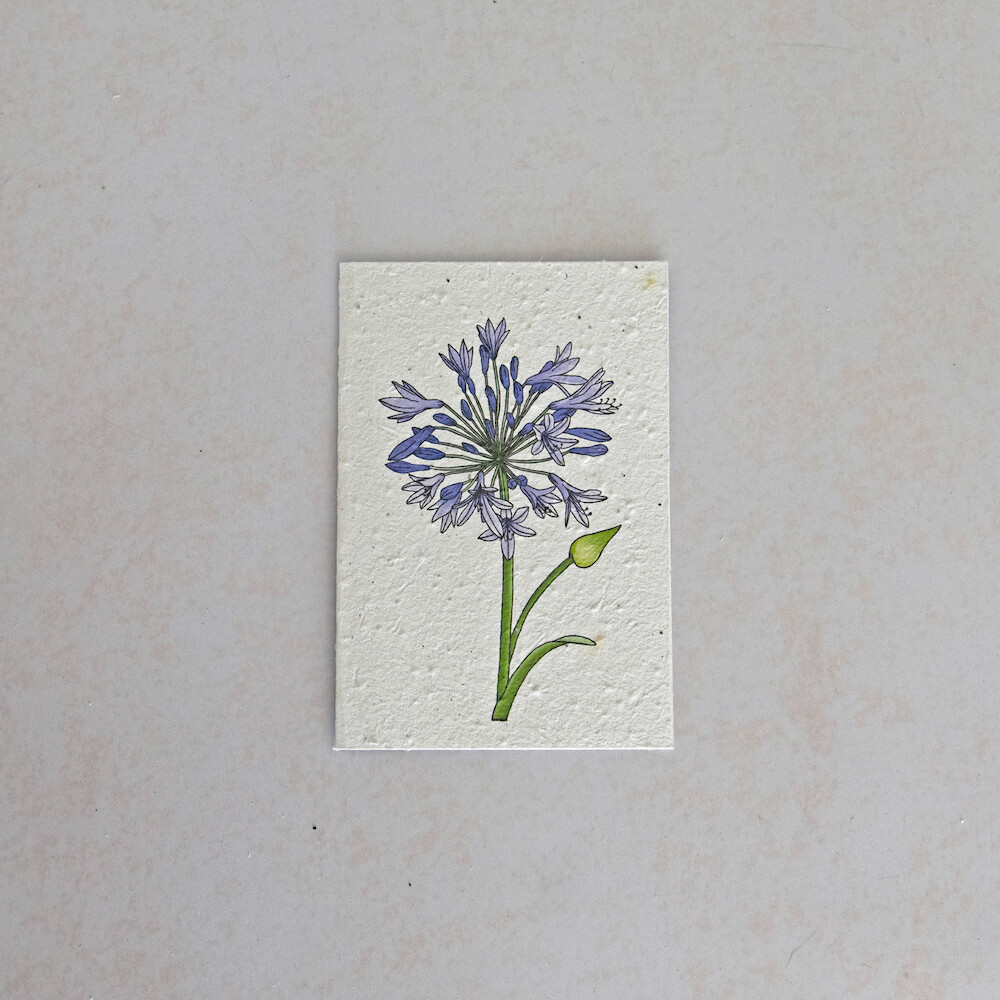 Rectangular Card - The Agapanthus
