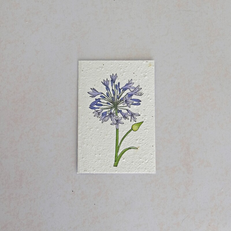 Rectangular Card - The Agapanthus