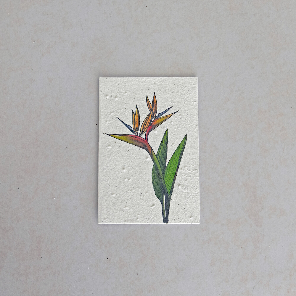 Rectangular Card - The Strelitzia