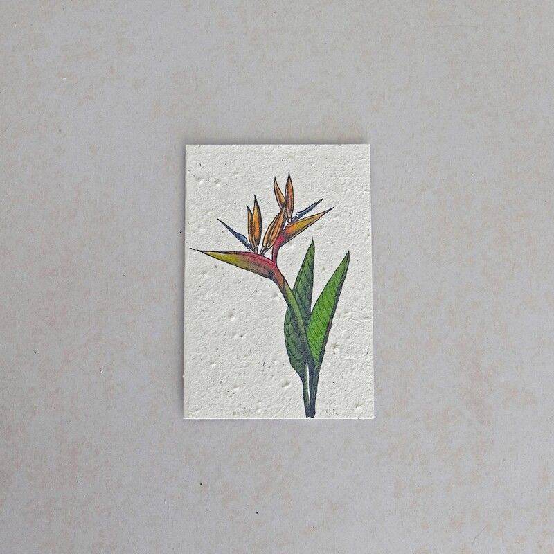 Rectangular Card - The Strelitzia