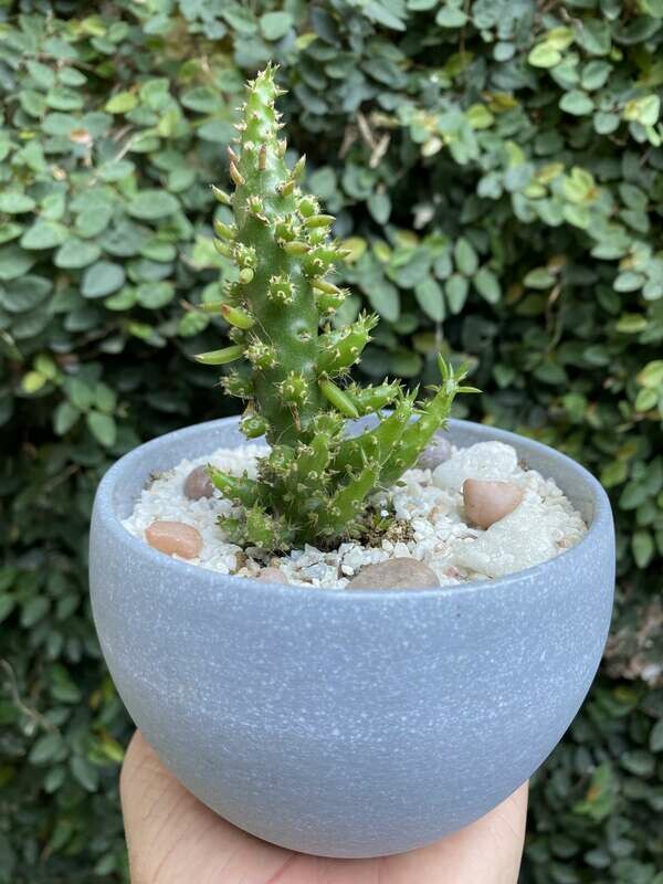 Cactus