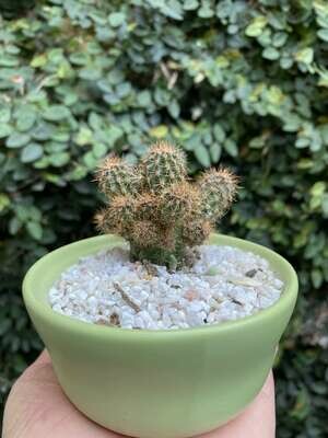 Cactus en base cerámica