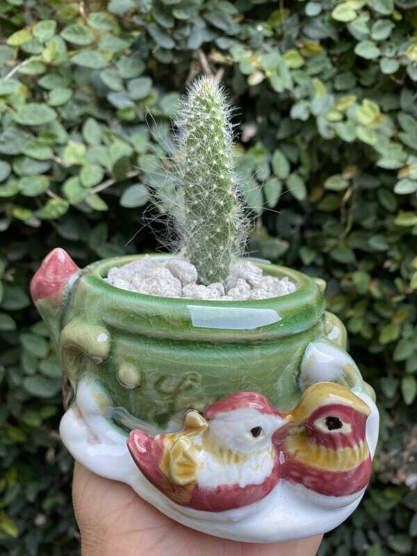 Cactus &quot;abuelo&quot;